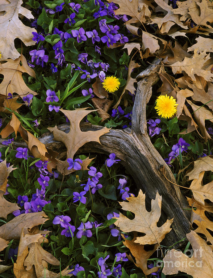 Blue Violets And Dandelions Photograph by Willard Clay
