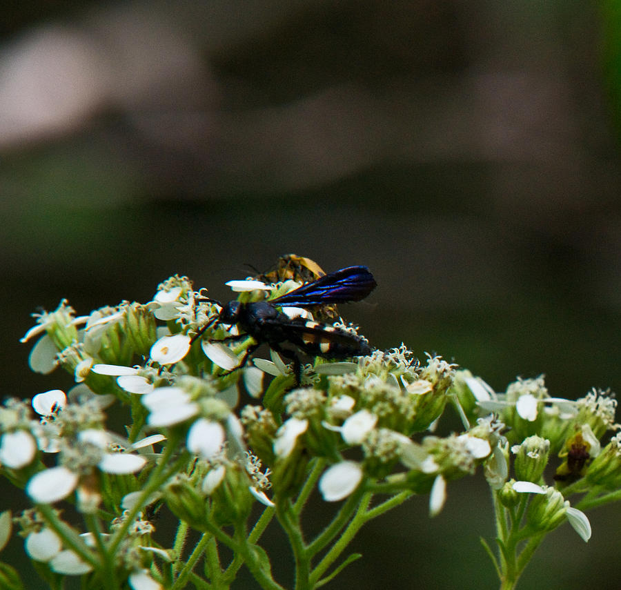 Arkansas Photograph - Blue Wasp 1 by Douglas Barnett