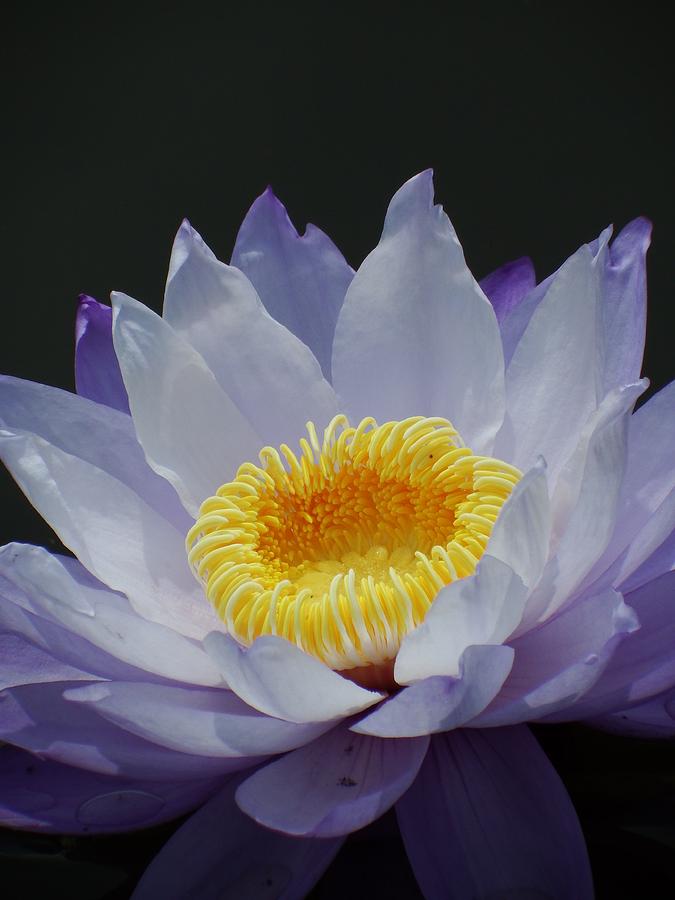Blue Water Lilly 1 Photograph by Andrew Rhine