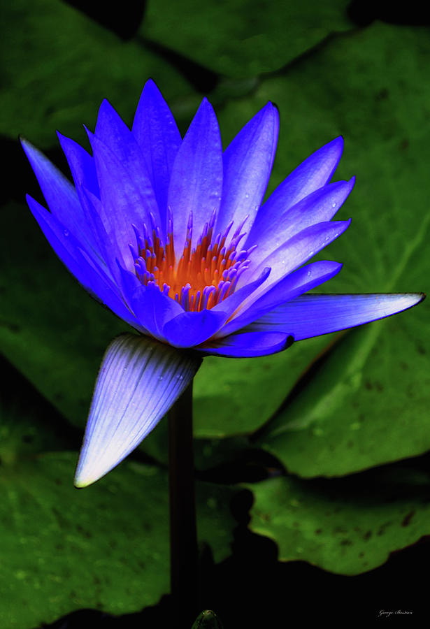 Blue Water Lily 006 Photograph by George Bostian