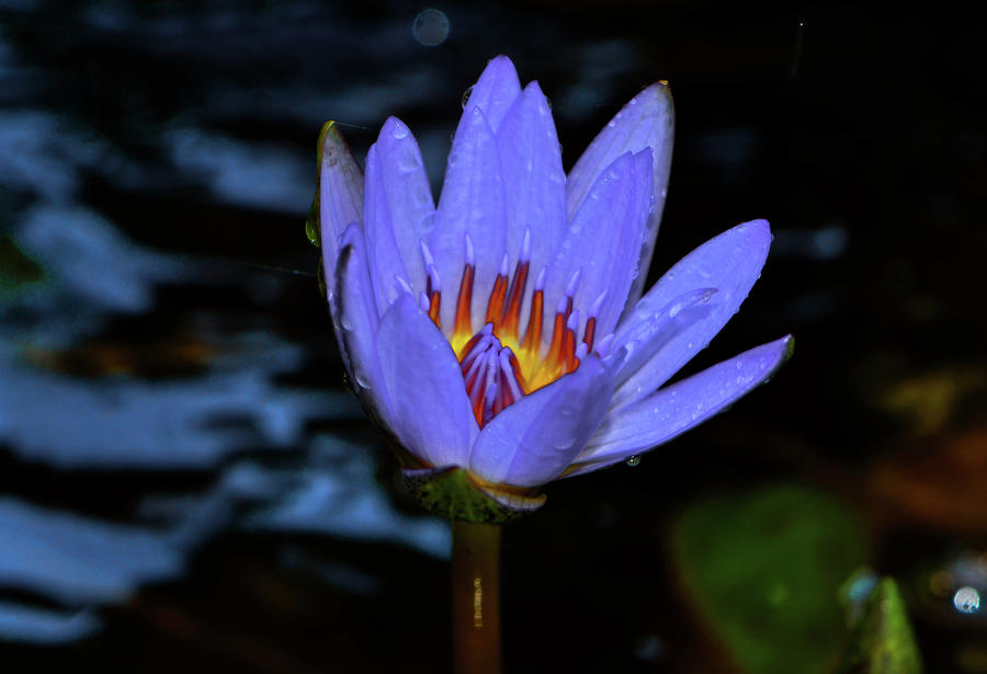Blue Water Lily 007 Photograph by George Bostian