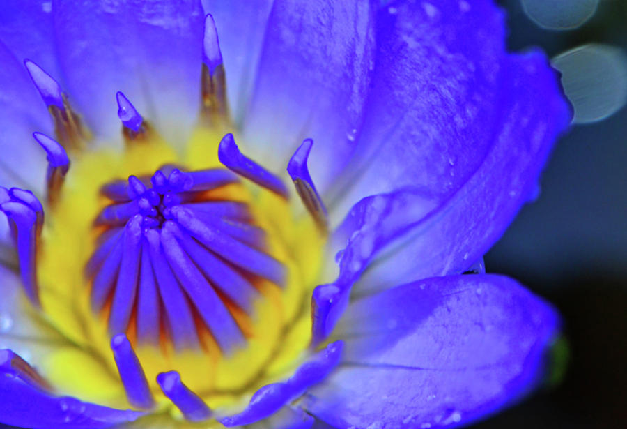 Blue Water Lily 008 Photograph by George Bostian