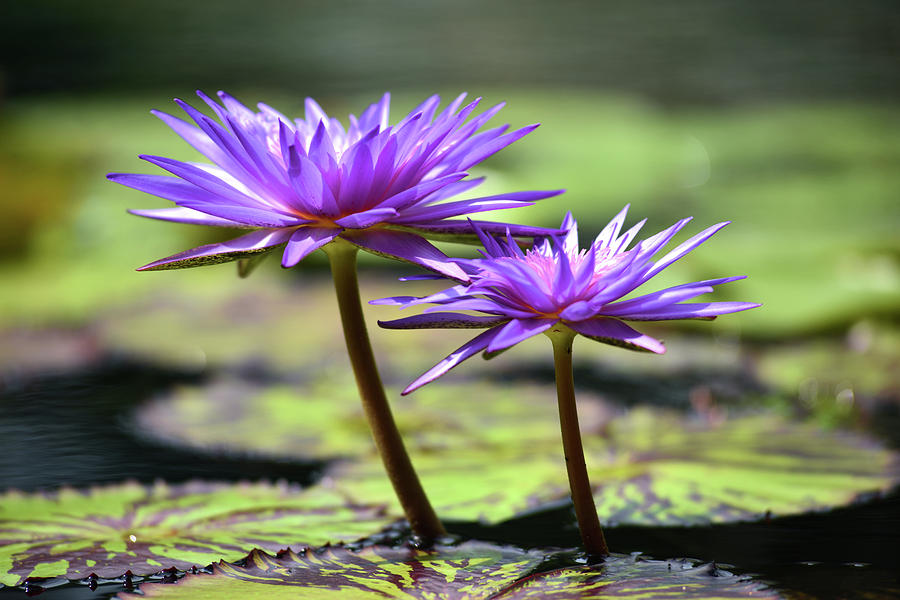 Blue water lily 2 Photograph by Douglas Pike