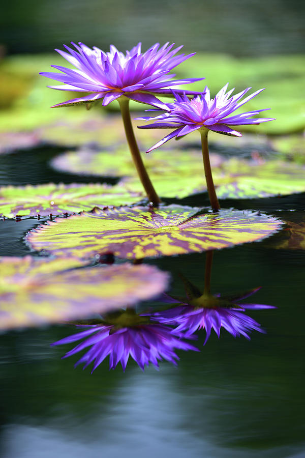 Blue Water Lily Photograph by Douglas Pike