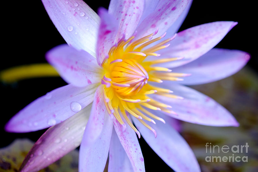 Flower Photograph - Blue Water Lily by Eyzen M Kim