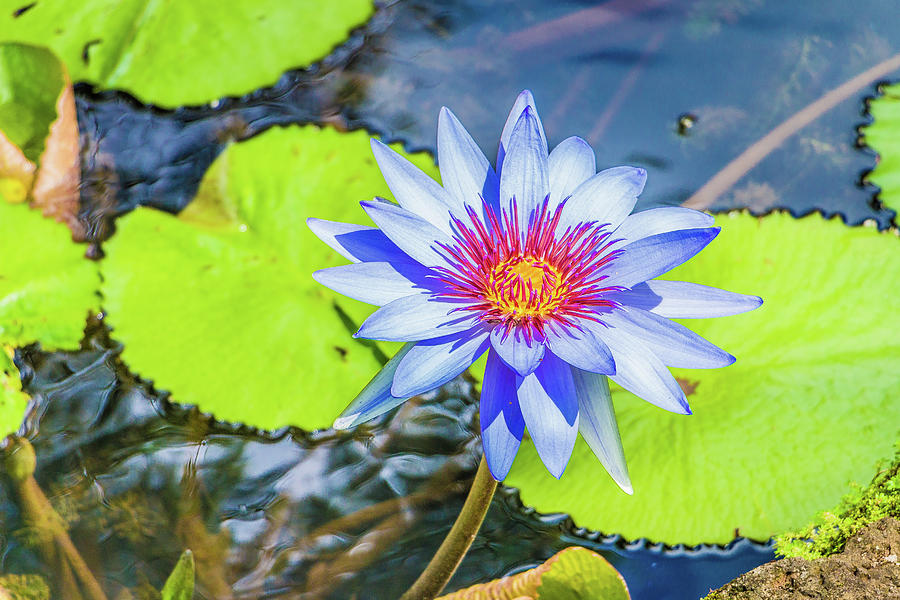 Blue Water Lily HDR Photograph by Nathaniel H Broughton - Fine Art America