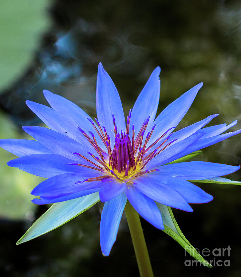 Blue Lotus Flower Photograph by Jo Ann Gregg - Fine Art America