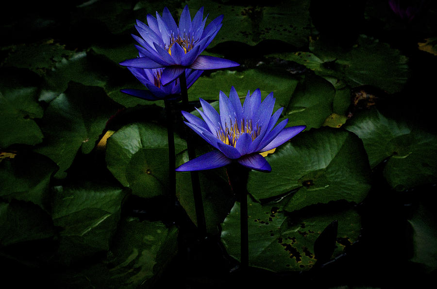 Blue Water Lily Photograph by Joseph Hollingsworth