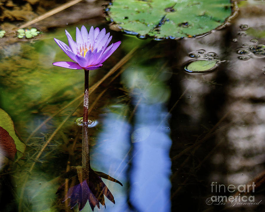 Blue Water Lily Photograph by Les Greenwood