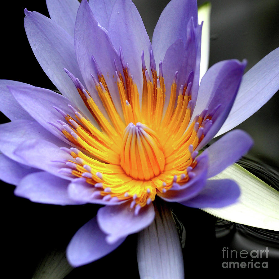 Blue Water Lily Lotus Flower . Square . 7D5726 Photograph by Wingsdomain Art and Photography