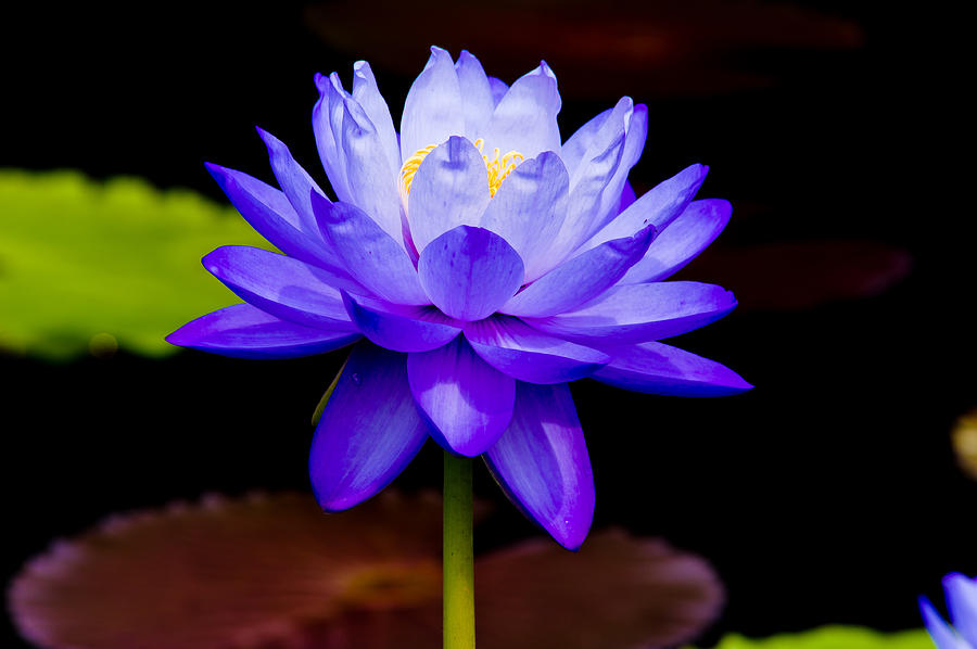 Blue Water Lily Photograph by Louis Dallara
