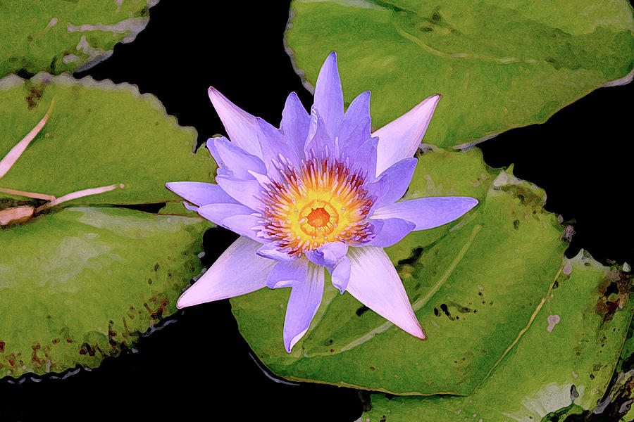 Blue Water Lily by Pamela Showalter Blue Water Lily by Pamela Showalter