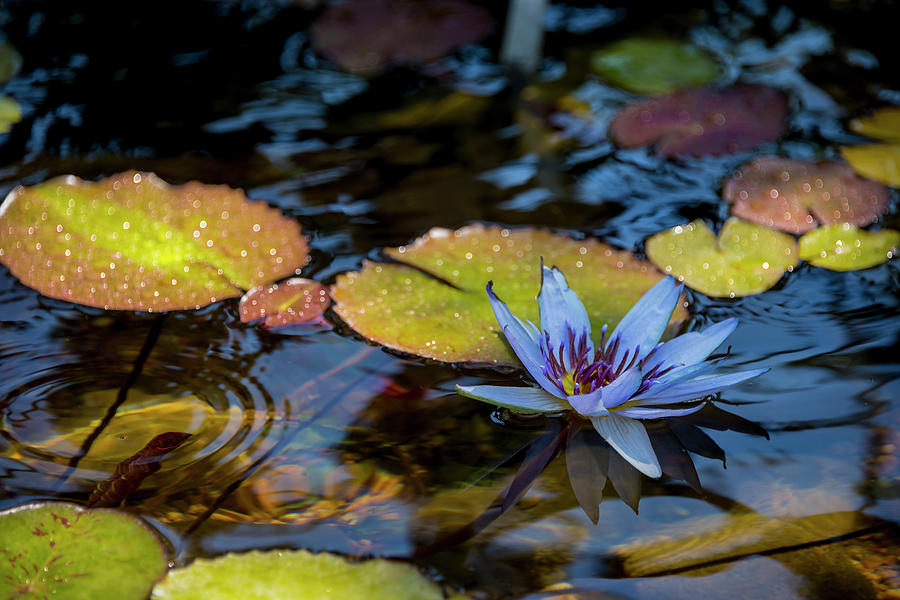 Lilies Photograph - Blue Water Lily Pond by Brian Harig
