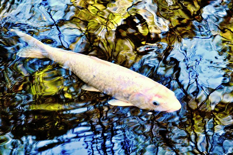 Blue Water White Koi Photograph by Kirsten Giving