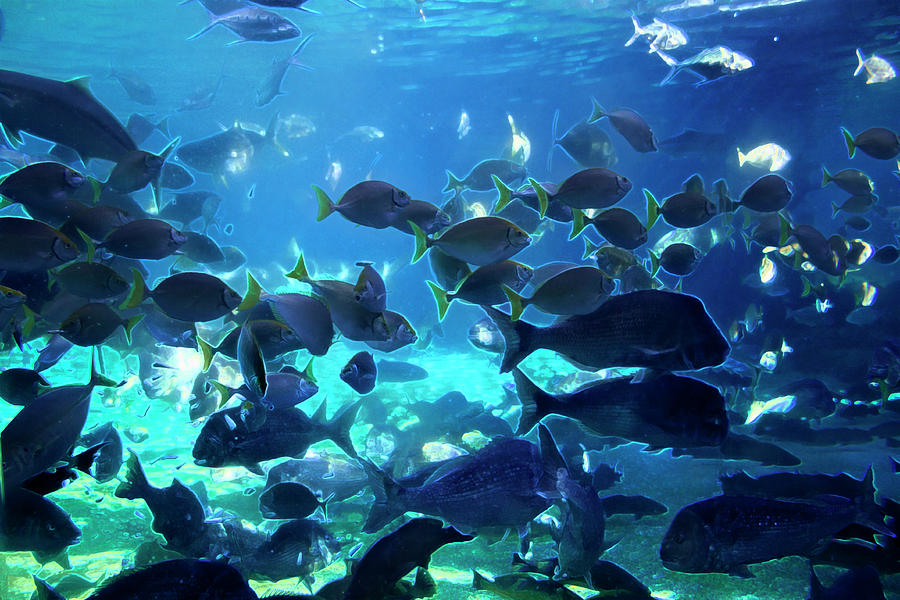 Fish Photograph - Blue Waters Of Sea World by Miroslava Jurcik