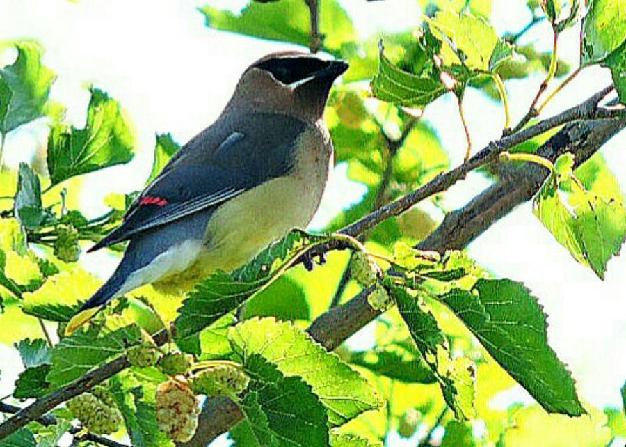 Blue Waxwing Photograph by Deborahlynne Meyer - Fine Art America