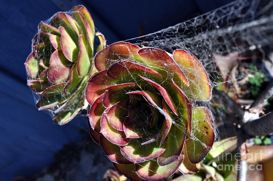 Succulents Photograph - Blue Webs by Anjanette Douglas