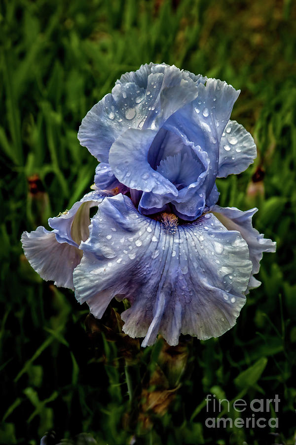 Blue Wet Iris Photograph by Robert Bales