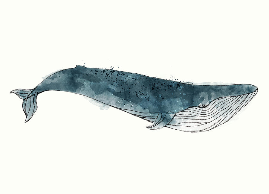 Nature Painting - Blue Whale from Whales Chart by Amy Hamilton