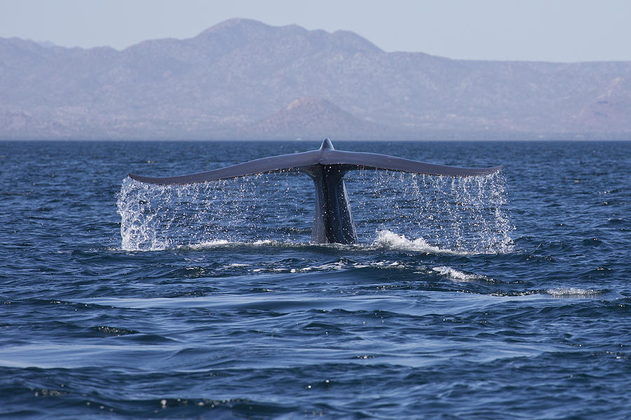 Blue Whale Photograph by David Valencia | Fine Art America