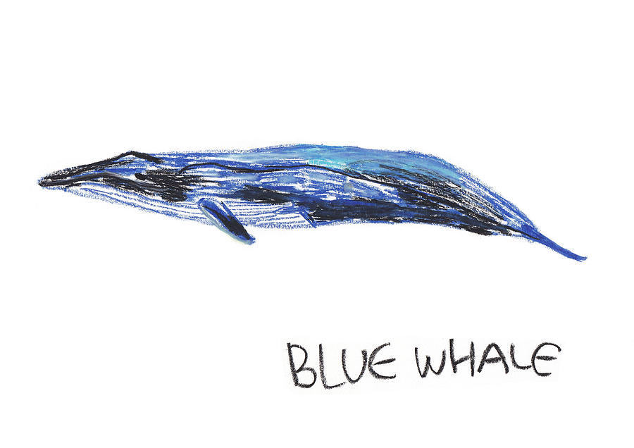 Animal Drawing - Blue Whale by Pookie Pet Portraits