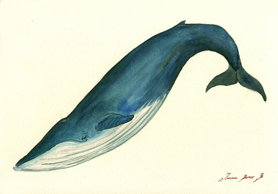 Blue Whale Watercolor Painting - Blue Whale painting by Juan  Bosco