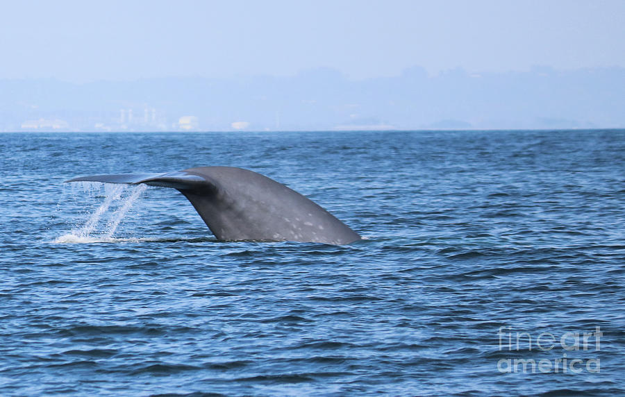 Blue Whale Tail Flop Photograph by Suzanne Luft