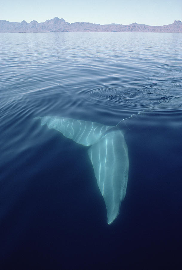 Blue Whale Tail Underwater In Sea Photograph by Flip Nicklin