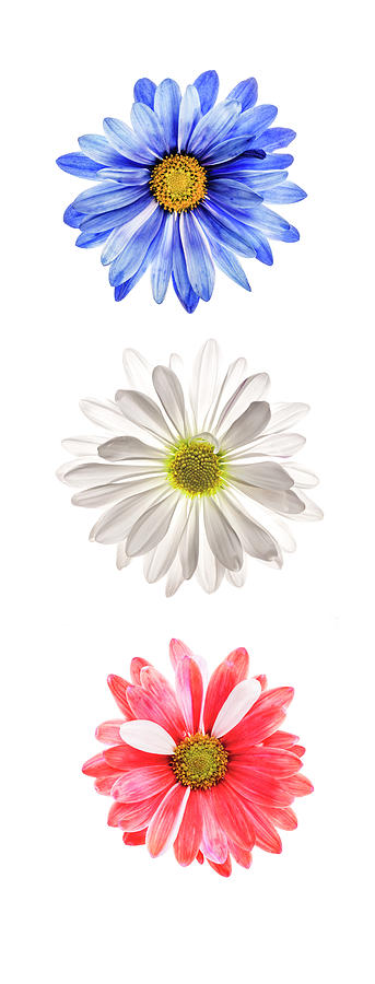 Blue white and red daisies on white Photograph by Vishwanath Bhat