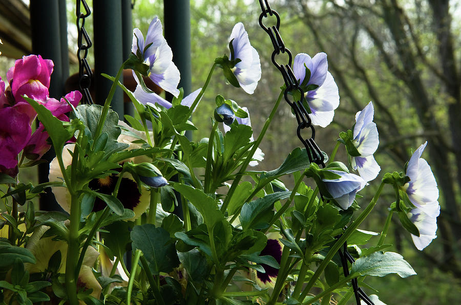 Blue-White Pansies Facing Light Photograph by James Oppenheim