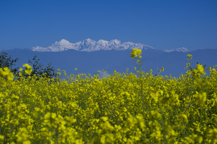 Nature Photograph - Blue-White- Yellow by Atul Daimari