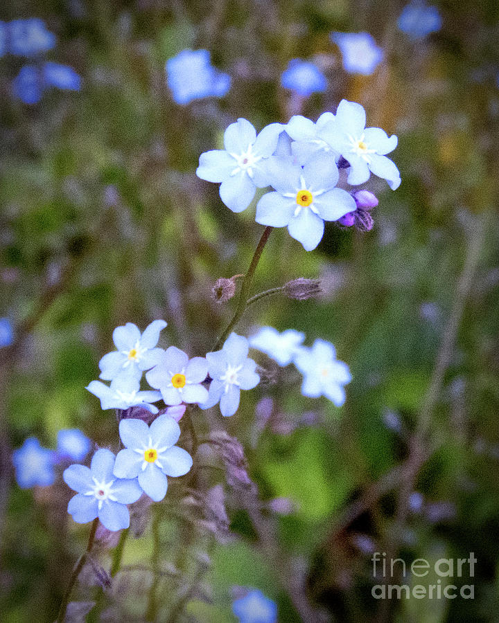 Blue Wild Flower Photograph by Cheryl Del Toro
