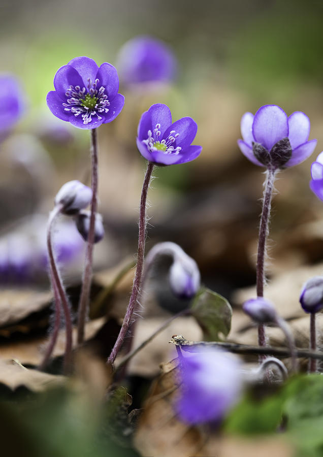 Flower Photograph - Blue Wild Spring Flowers by Dirk Ercken