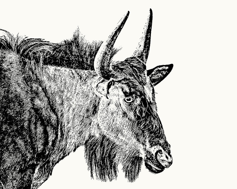 Wildebeest Photograph - Blue Wildebeest Close-up by Scotch Macaskill Wildebeest Photograph - Blue Wildebeest Close-up by Scotch Macaskill