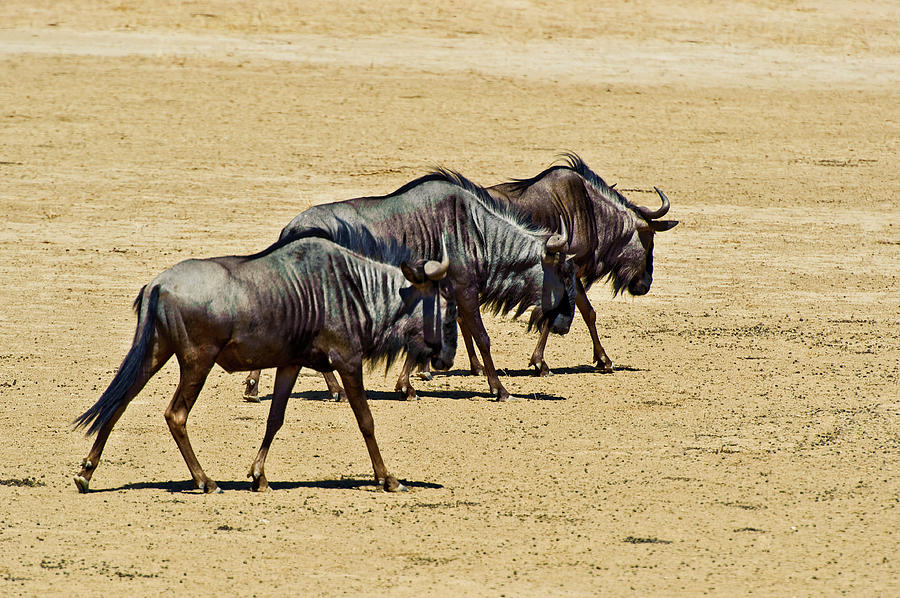 Blue Wildebeest - Gnu Photograph by Charel Schreuder