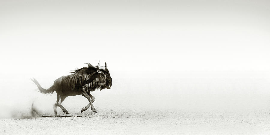 Blue wildebeest in desert Photograph by Johan Swanepoel