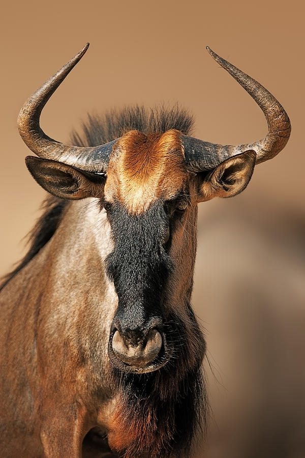 Nature Photograph - Blue wildebeest portrait by Johan Swanepoel