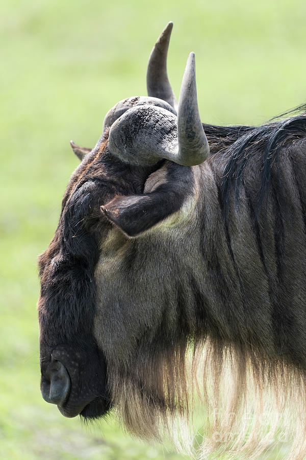 Blue wildebeest side face Photograph by RicardMN Photography