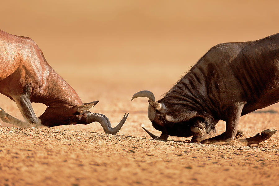 Blue Wildebeest sparring with Red Hartebeest Photograph by Johan Swanepoel