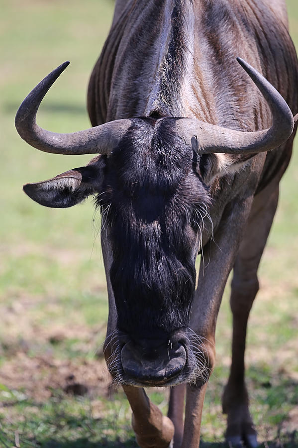 Wildlife Photograph - Blue Wildebeest by Theresa Campbell