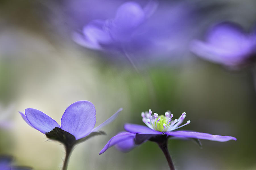 Blue Wildflower Abstract Photograph by Dirk Ercken