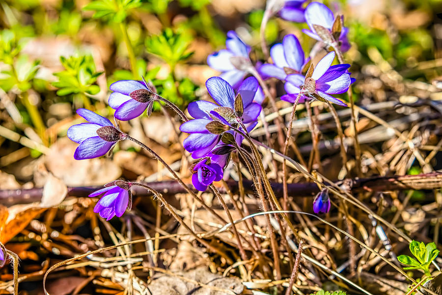 blue wildflower April 20, 2016 Photograph by Leif Sohlman