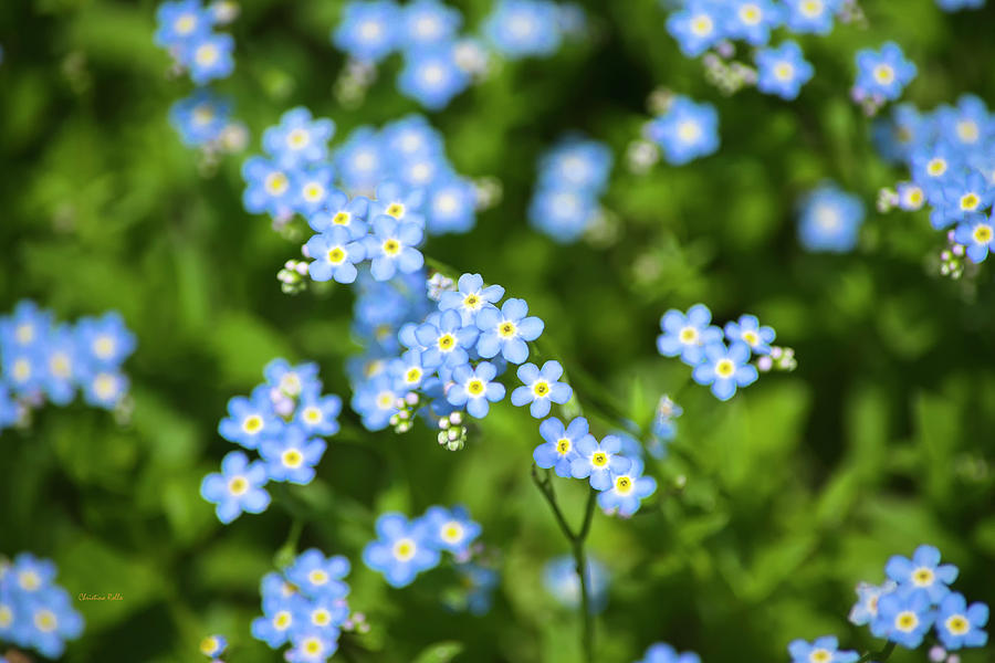 Blue Wildflowers Forget Me Nots Photograph by Christina Rollo