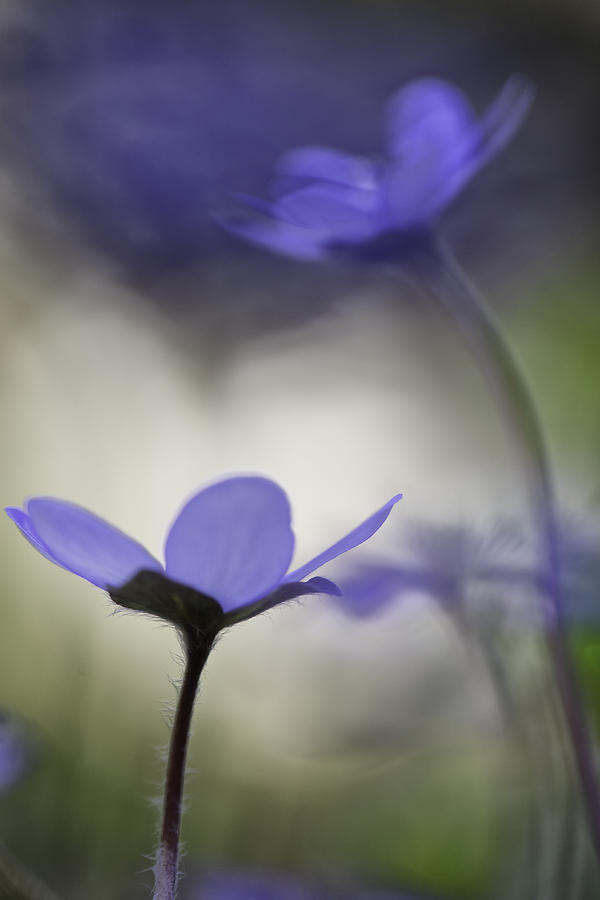 Blue Wildflower Spring Color Abstract Photograph by Dirk Ercken