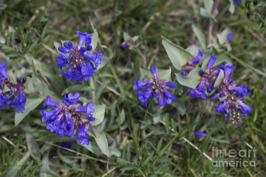 Blue Wildflowers Photograph by Donna L Munro