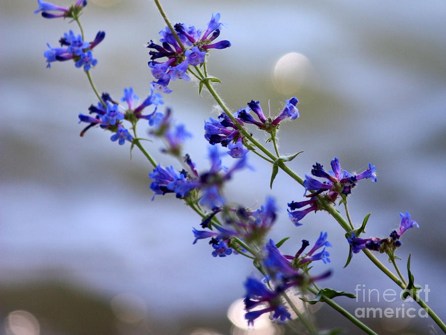 Blue Wildflowers over Rimrock Lake Photograph by Carol Groenen