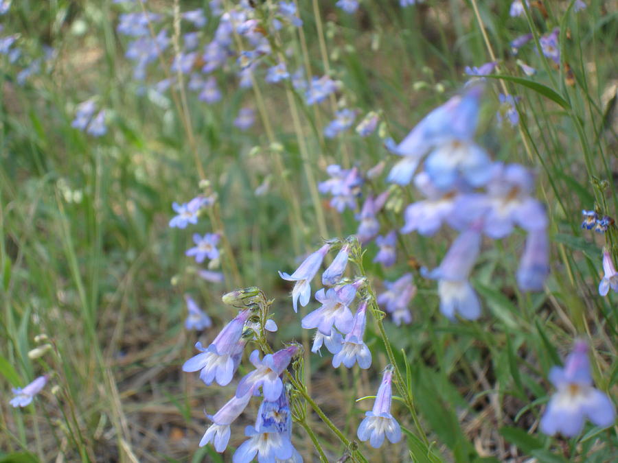 Blue Wildflowers Photograph by Sarah Sams - Fine Art America