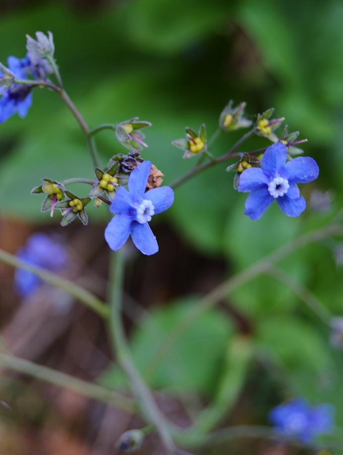 Blue Wildflowers Photograph by Warren Thompson