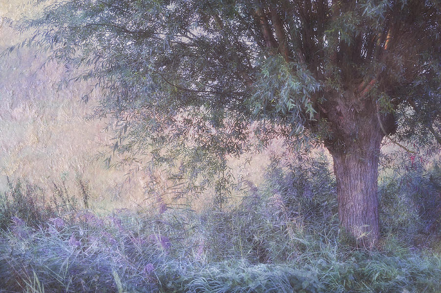 Blue Willow. Monet Style Photograph by Jenny Rainbow
