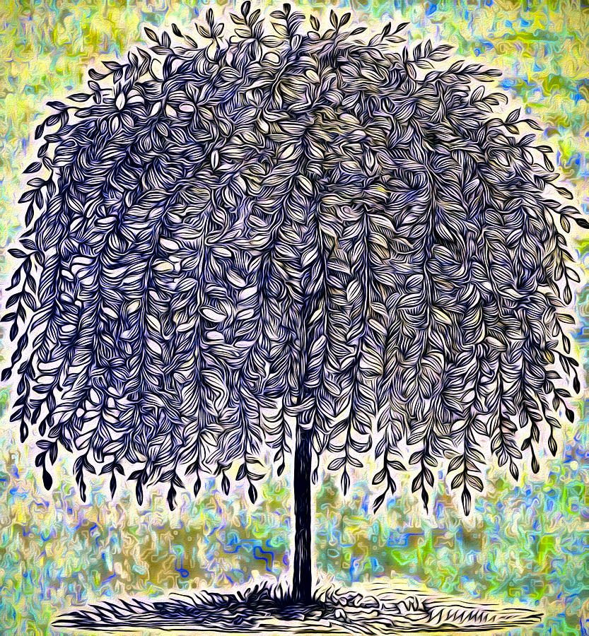 Blue discount willow tree